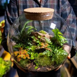 Terrarium decor không gian sống xanh 
