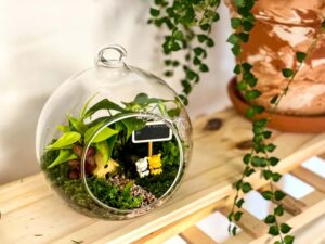  terrarium bình kính trang trí nội thất xanh phòng khách 