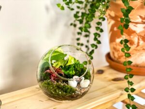  terrarium bình kính trang trí nội thất xanh phòng khách 