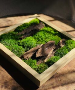 Damy – Litlle Ocean